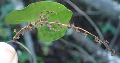 Dioscorea mundii