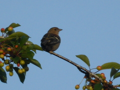 Fringilla coelebs
