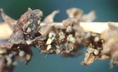 Dioscorea mundii