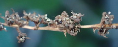 Dioscorea mundii