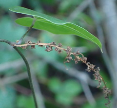 Dioscorea mundii