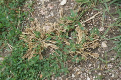 Sclerochloa dura