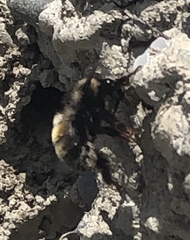 Anthophora bomboides