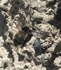 Anthophora bomboides