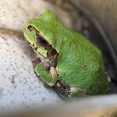 Hyla japonica