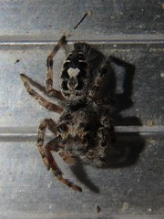 Phidippus putnami