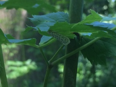 Yponomeuta multipunctella