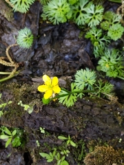 Ranunculus flabellaris