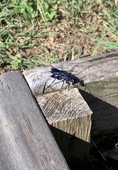 Chlorion aerarium