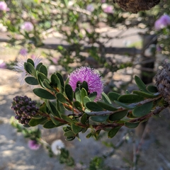 Melaleuca nesophila