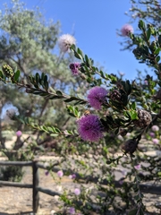 Melaleuca nesophila
