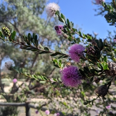 Melaleuca nesophila