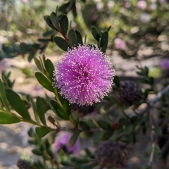 Melaleuca nesophila