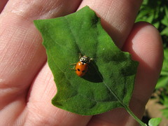 Hippodamia variegata