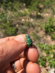 Cicindela patruela