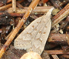 Dichomeris punctidiscellus