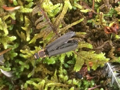 Denticollis denticornis