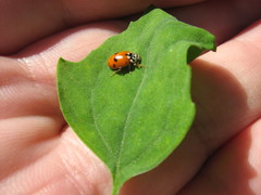 Hippodamia variegata