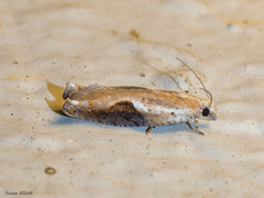 Pseudexentera costomaculana