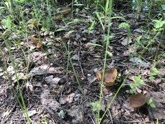 Helvella acetabulum