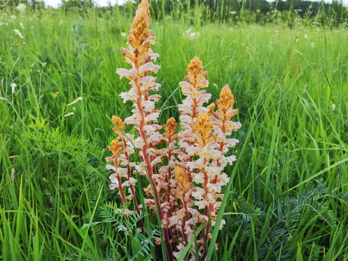 Orobanche minor iNat (2)