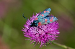 Zygaena filipendulae