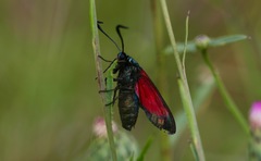 Zygaena filipendulae