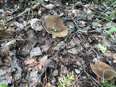 Helvella acetabulum
