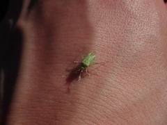 Closterotomus