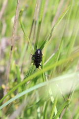 Arima marginata
