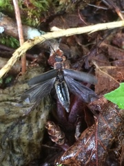 Denticollis denticornis