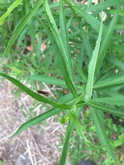 Ectobius lapponicus