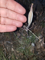 Calochortus kennedyi kennedyi