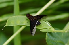 Hemipenthes velutina