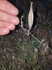 Calochortus kennedyi kennedyi