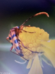 Strangalia sexnotata