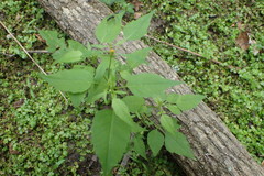 Bidens discoidea