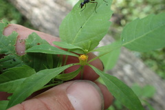 Bidens discoidea