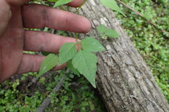 Bidens discoidea