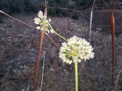 Allium howellii clokeyi