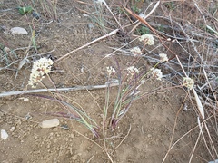 Allium howellii clokeyi