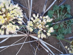 Allium howellii clokeyi