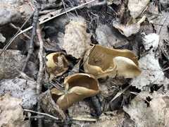 Helvella acetabulum