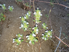 Acanthomintha obovata cordata