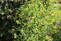 Dicranocephalus albipes