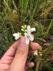 Cardamine pratensis