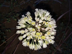 Allium howellii clokeyi