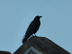 Corvus corone