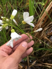 Cardamine pratensis