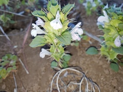 Acanthomintha obovata cordata